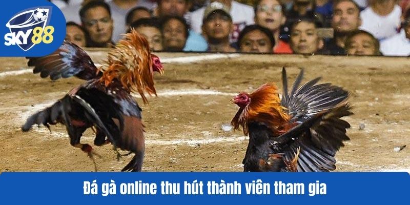 Đá gà online thu hút thành viên tham gia