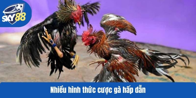 Nhiều hình thức cược gà hấp dẫn